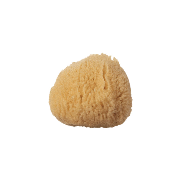 Silk Sea Sponge